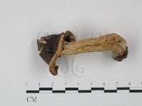 登錄號:F0001695藏品圖，第1張