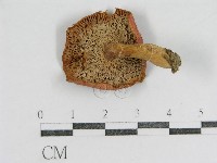 登錄號:F0001696藏品圖，第1張