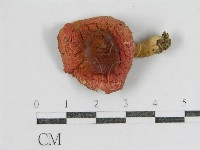 登錄號:F0001696藏品圖，第3張
