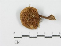 登錄號:F0001699藏品圖，第3張