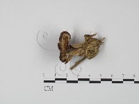 登錄號:F0001701藏品圖，第1張