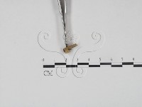 登錄號:F0001706藏品圖，第3張