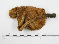 登錄號:F0001707藏品圖，第4張