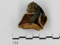 登錄號:F0001708藏品圖，第3張