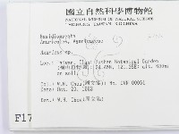 傘菌屬藏品圖，第2張