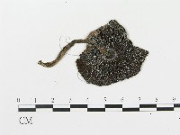 傘菌屬藏品圖，第1張