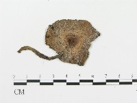 傘菌屬藏品圖，第3張