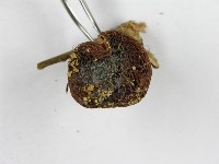 傘菌屬藏品圖，第4張