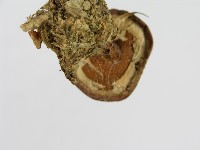 傘菌屬藏品圖，第5張