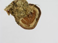 傘菌屬藏品圖，第6張