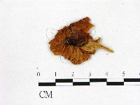 登錄號:F0001711藏品圖，第1張