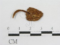 粉褶菌屬藏品圖，第3張