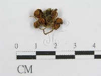 登錄號:F0001714藏品圖，第3張