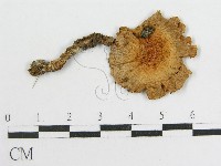 登錄號:F0001715藏品圖，第3張