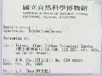 小皮傘屬藏品圖，第2張