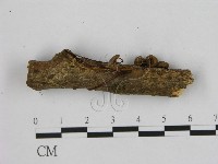 小皮傘屬藏品圖，第3張