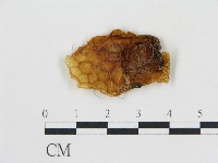 登錄號:F0001720藏品圖，第1張