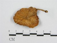 登錄號:F0001721藏品圖，第1張