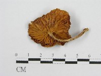 登錄號:F0001721藏品圖，第3張