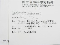 粉褶菌屬藏品圖，第2張