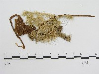 粉褶菌屬藏品圖，第1張