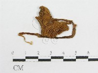 粉褶菌屬藏品圖，第3張