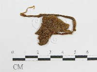 粉褶菌屬藏品圖，第4張