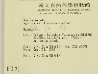 小菇屬藏品圖，第2張