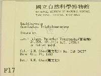 小菇屬藏品圖，第2張