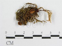 登錄號:F0001728藏品圖，第1張