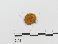 登錄號:F0001729藏品圖，第1張