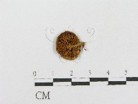 登錄號:F0001729藏品圖，第3張