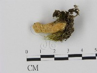 登錄號:F0001731藏品圖，第3張
