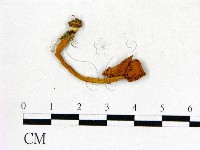 登錄號:F0001733藏品圖，第3張