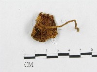 登錄號:F0001734藏品圖，第1張