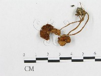 登錄號:F0001735藏品圖，第1張