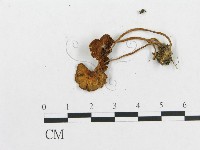 登錄號:F0001735藏品圖，第3張