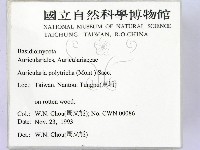 毛木耳藏品圖，第2張