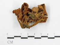 登錄號:F0001737藏品圖，第1張
