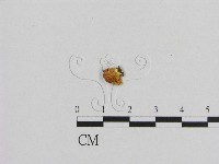 登錄號:F0001739藏品圖，第4張