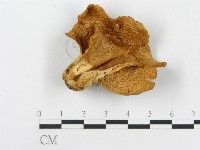 登錄號:F0001741藏品圖，第3張