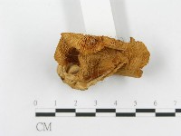 登錄號:F0001741藏品圖，第4張