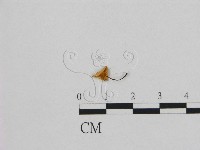 登錄號:F0001742藏品圖，第1張