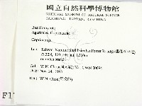 鬼傘屬藏品圖，第2張