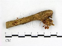 鬼傘屬藏品圖，第1張