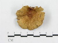 登錄號:F0001745藏品圖，第1張