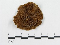 登錄號:F0001745藏品圖，第3張