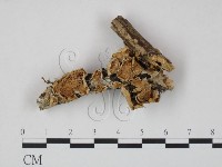 登錄號:F0001751藏品圖，第3張
