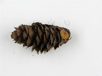 登錄號:F0001752藏品圖，第4張
