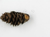 登錄號:F0001752藏品圖，第5張